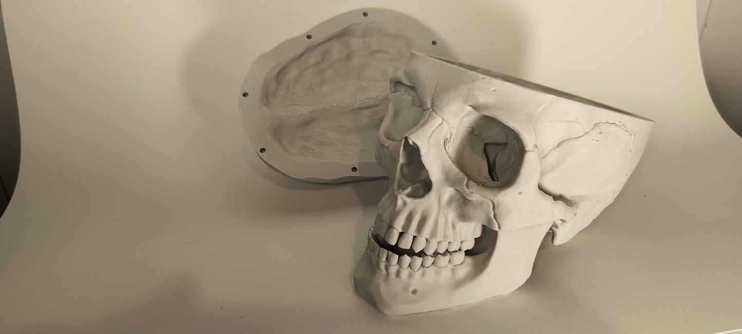 Human Skull - 3D Printed and anatomically correct