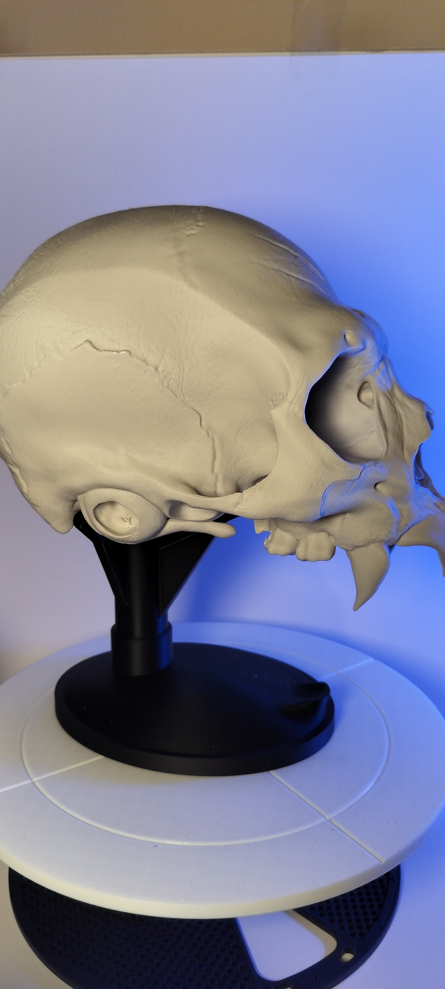 vampire skull - 3D Print