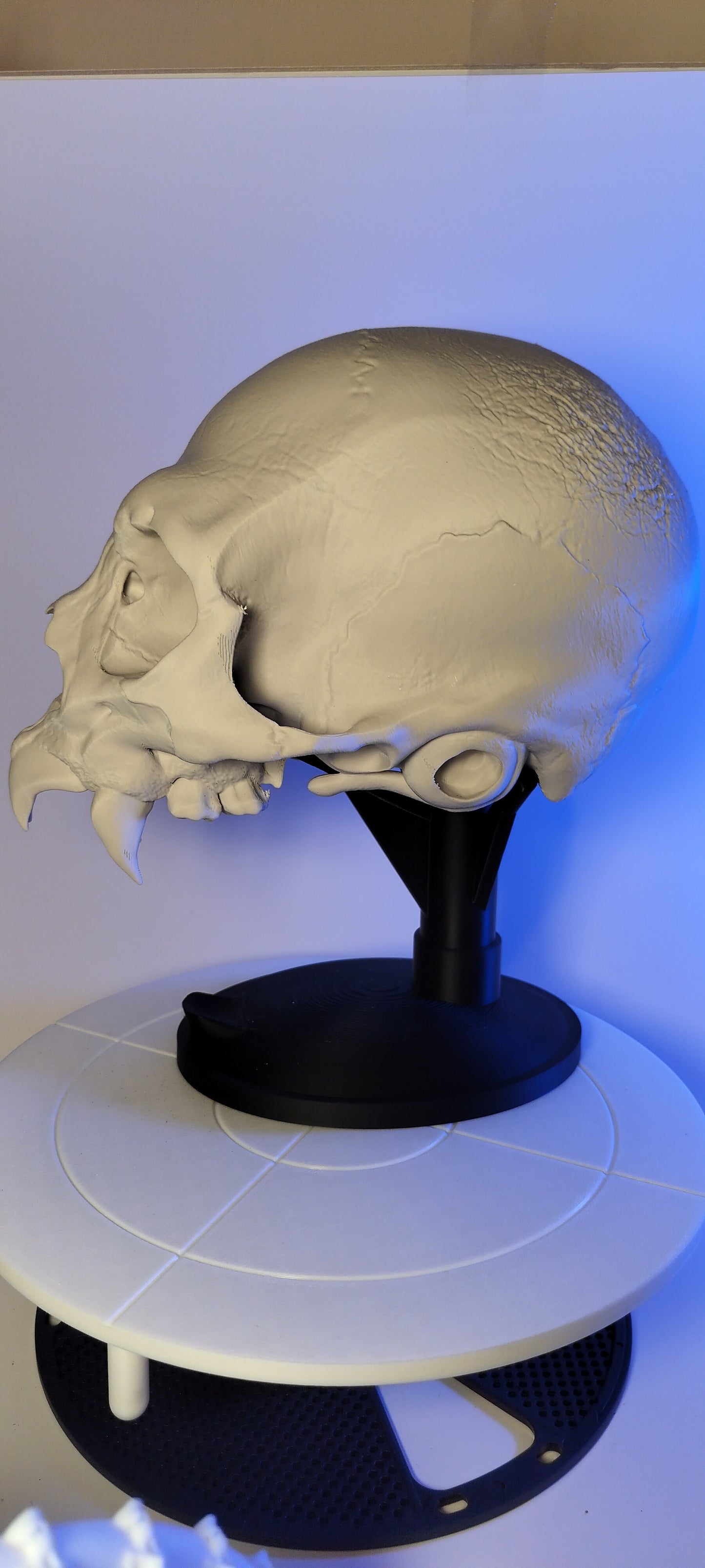 vampire skull - 3D Print