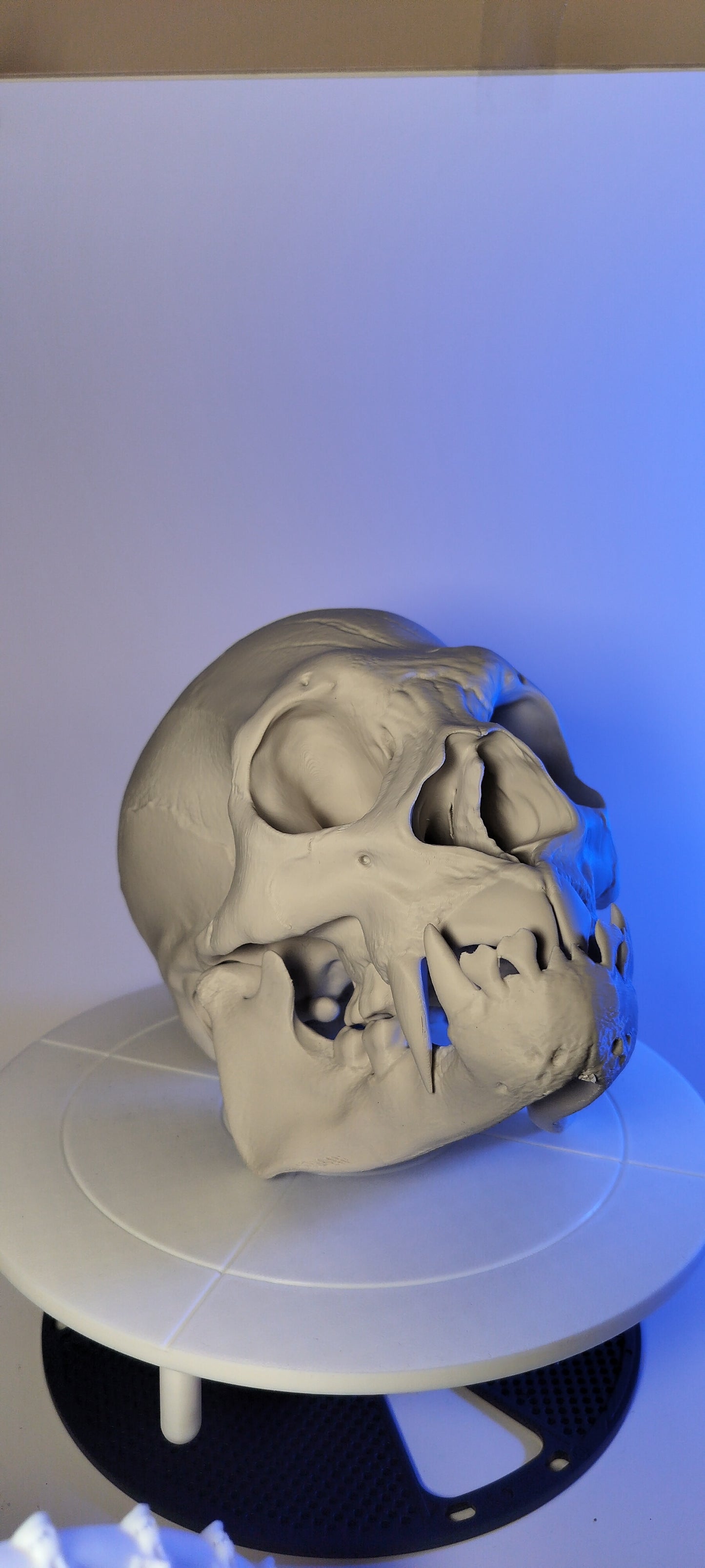 vampire skull - 3D Print