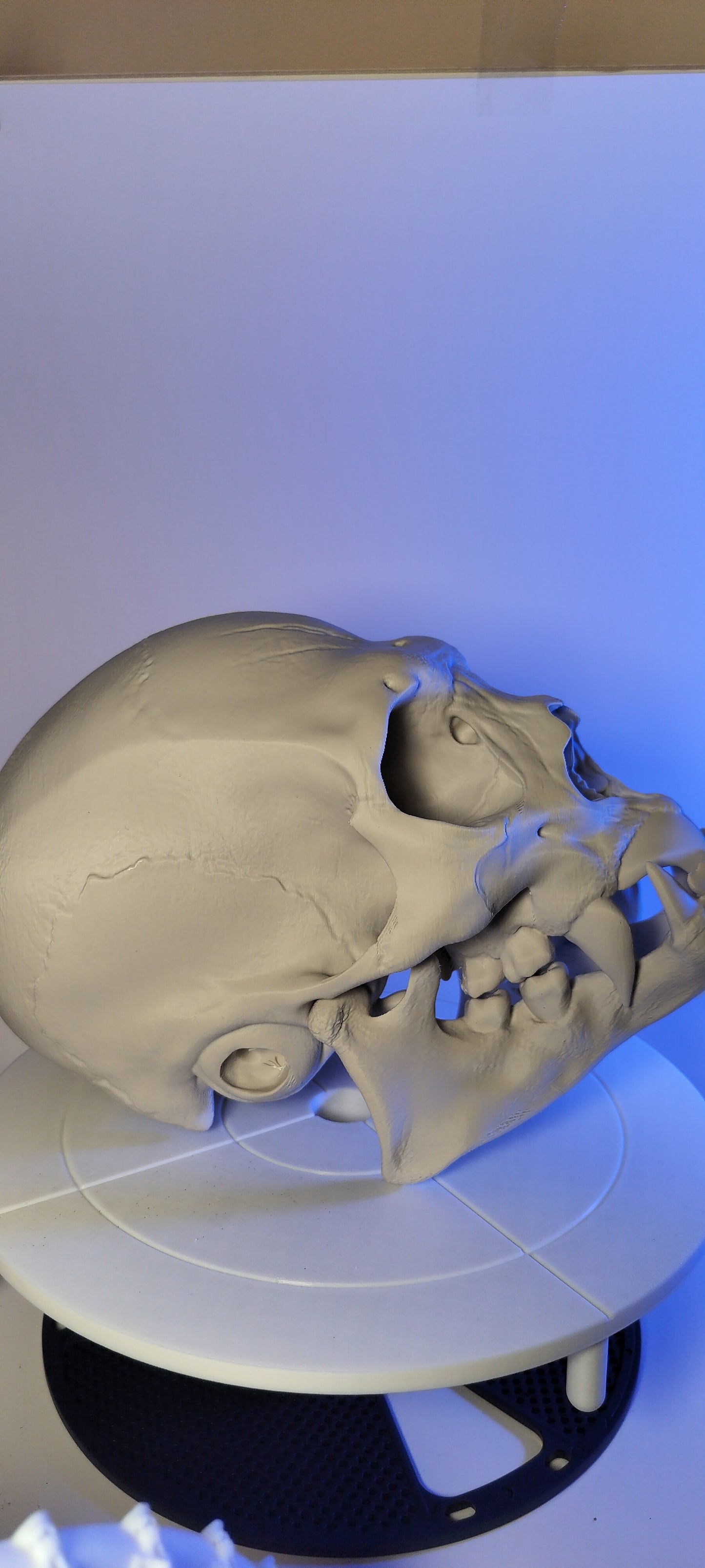 vampire skull - 3D Print
