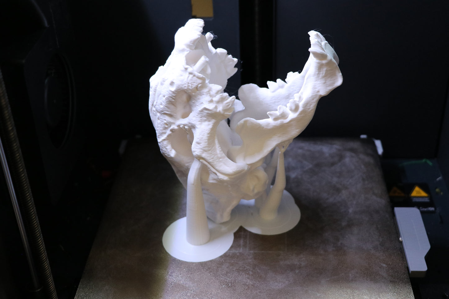 Sabretooth Cat Skull