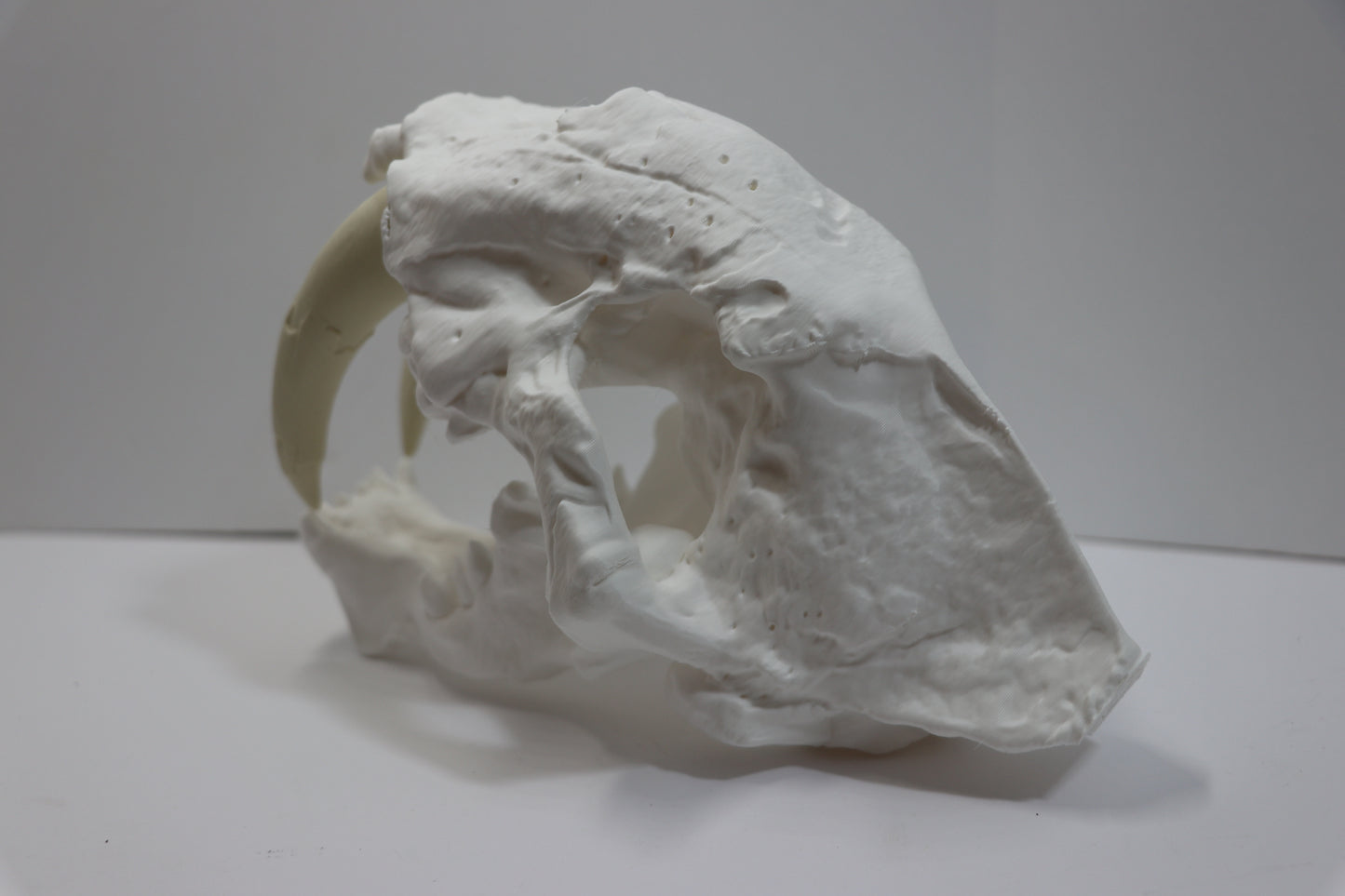 Sabretooth Cat Skull