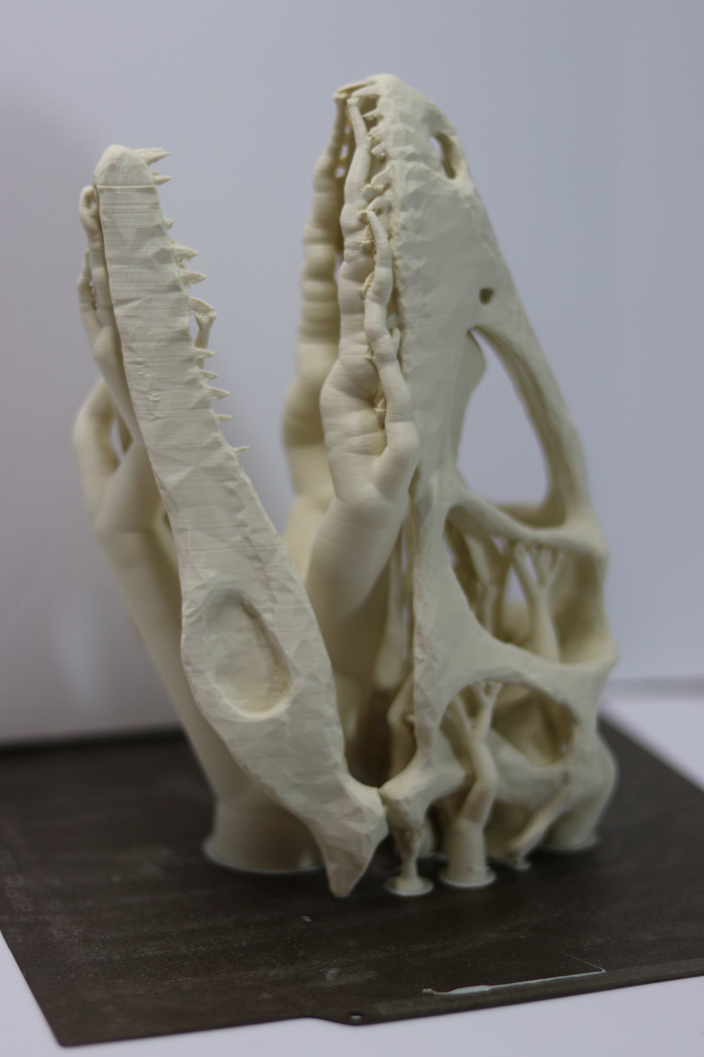 Deinonychus Skull - Low Polygon