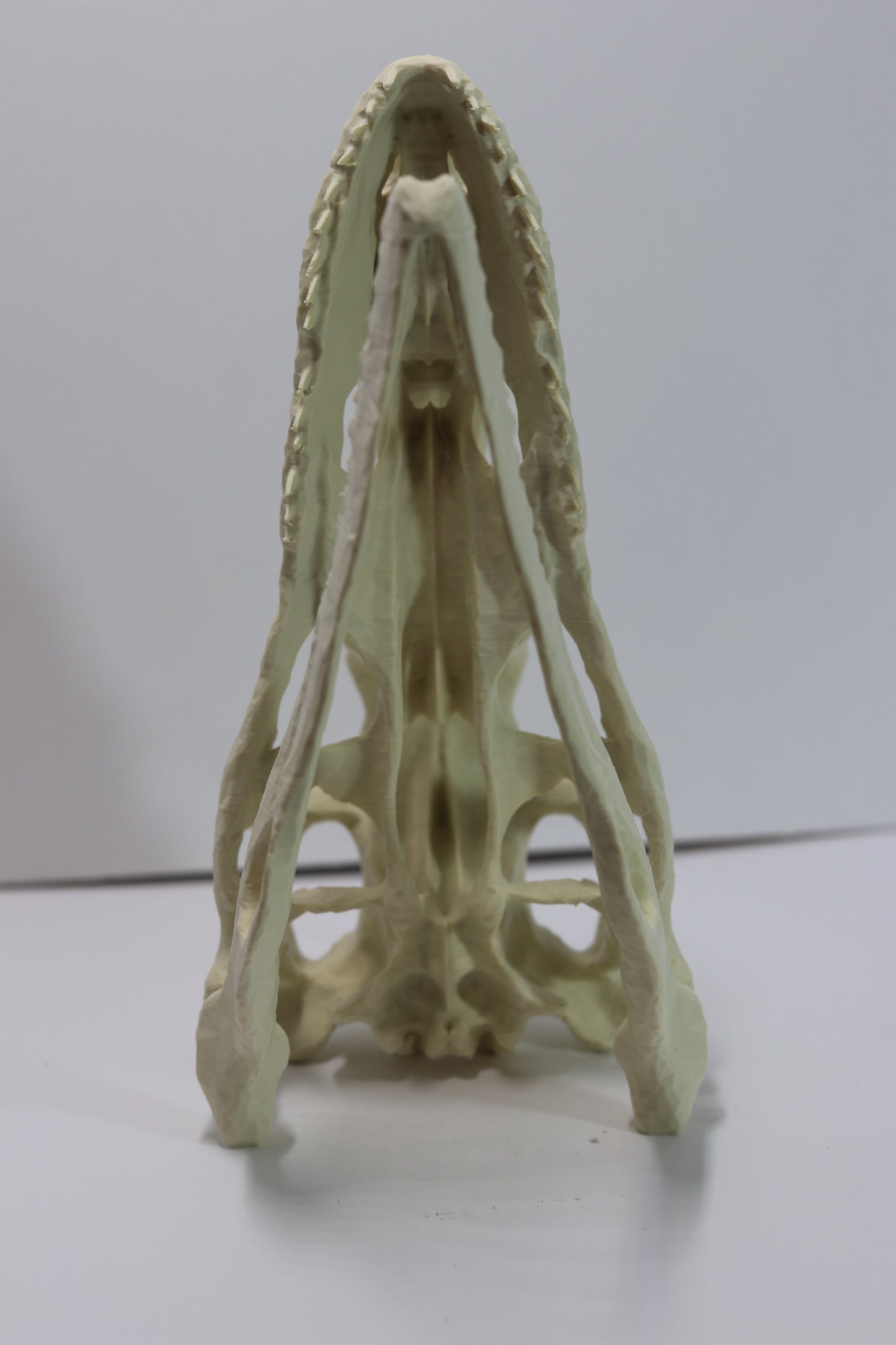 Deinonychus Skull - Low Polygon