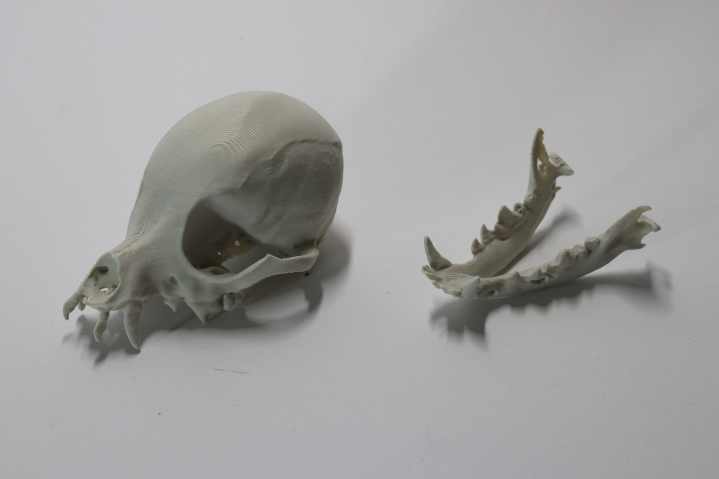 Chihuahua Skull