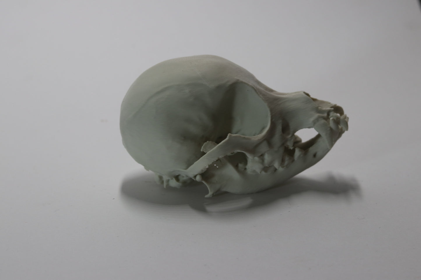 Chihuahua Skull