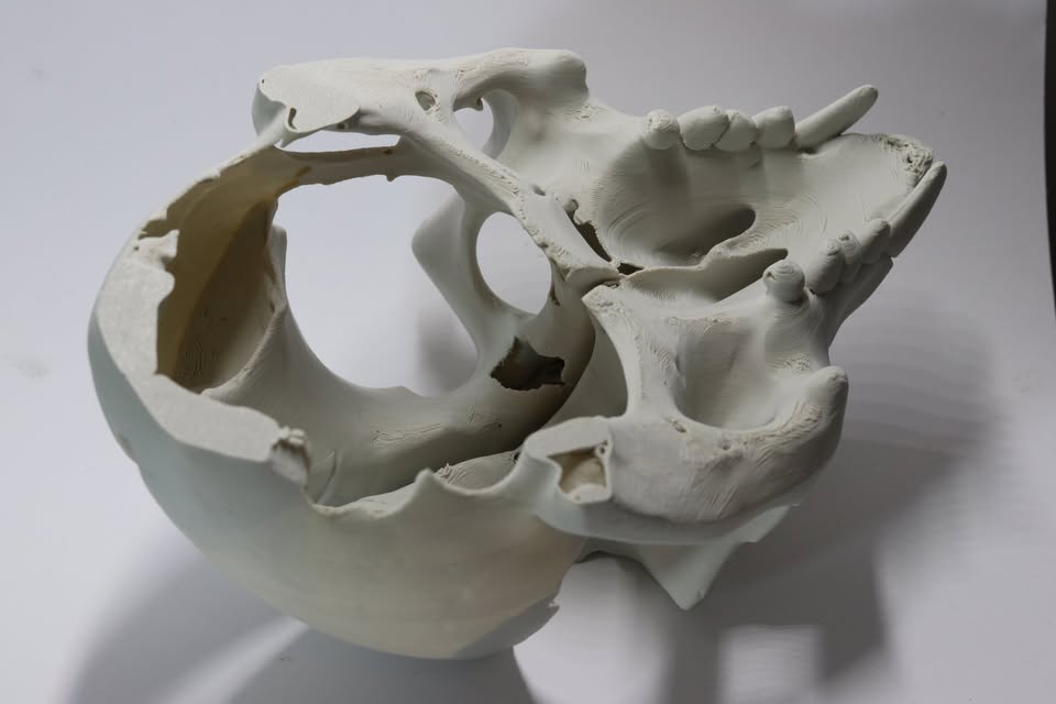XTRA HUGE Skull of the elusive toothed owl