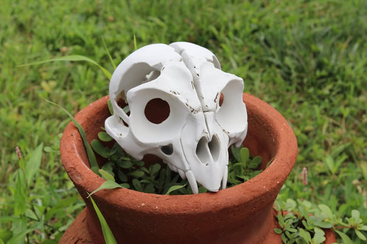 XTRA HUGE Skull of the elusive toothed owl