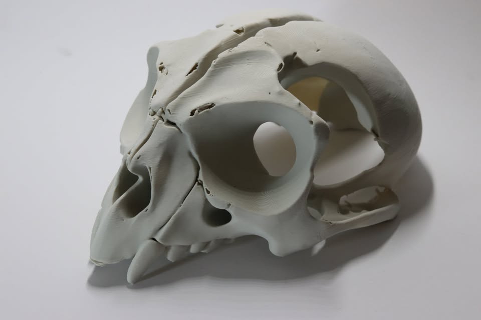 XTRA HUGE Skull of the elusive toothed owl