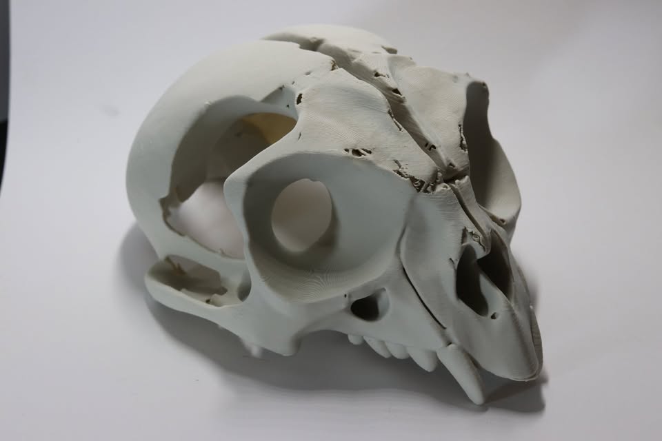 XTRA HUGE Skull of the elusive toothed owl