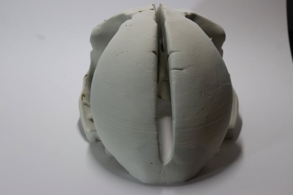 XTRA HUGE Skull of the elusive toothed owl