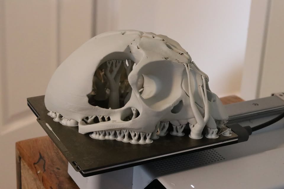 XTRA HUGE Skull of the elusive toothed owl