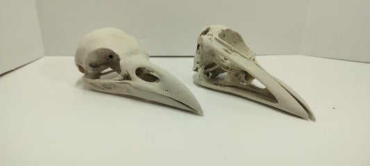Anatomically correct Raven skull - From a CT scan