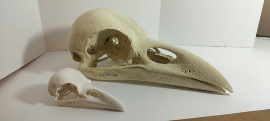GIANT Raven Skull (From a CT Scan)