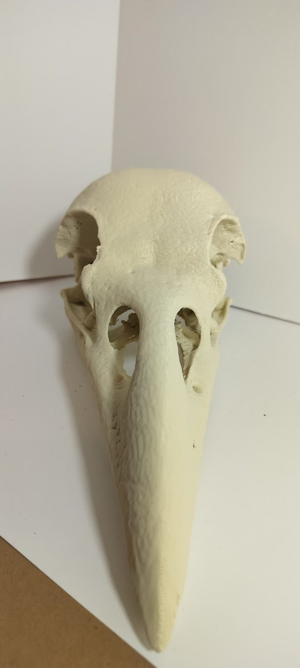 GIANT Raven Skull (From a CT Scan)