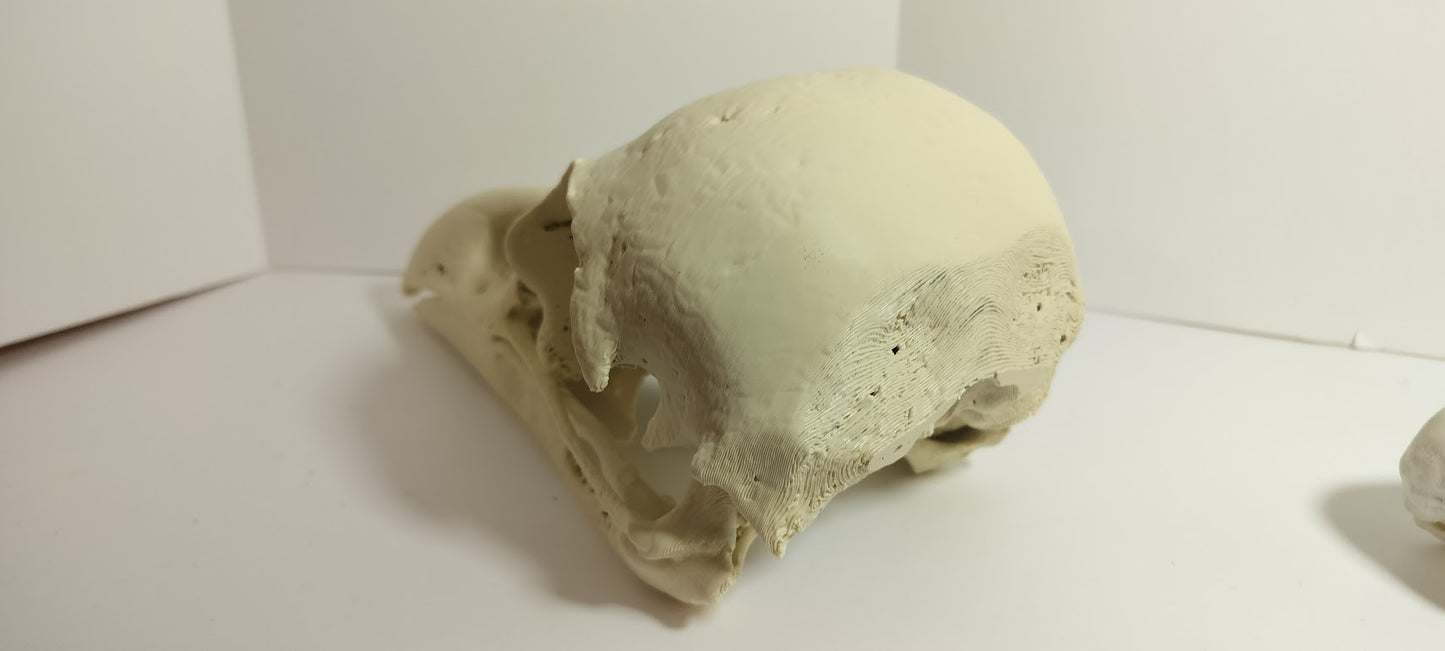 GIANT Raven Skull (From a CT Scan)