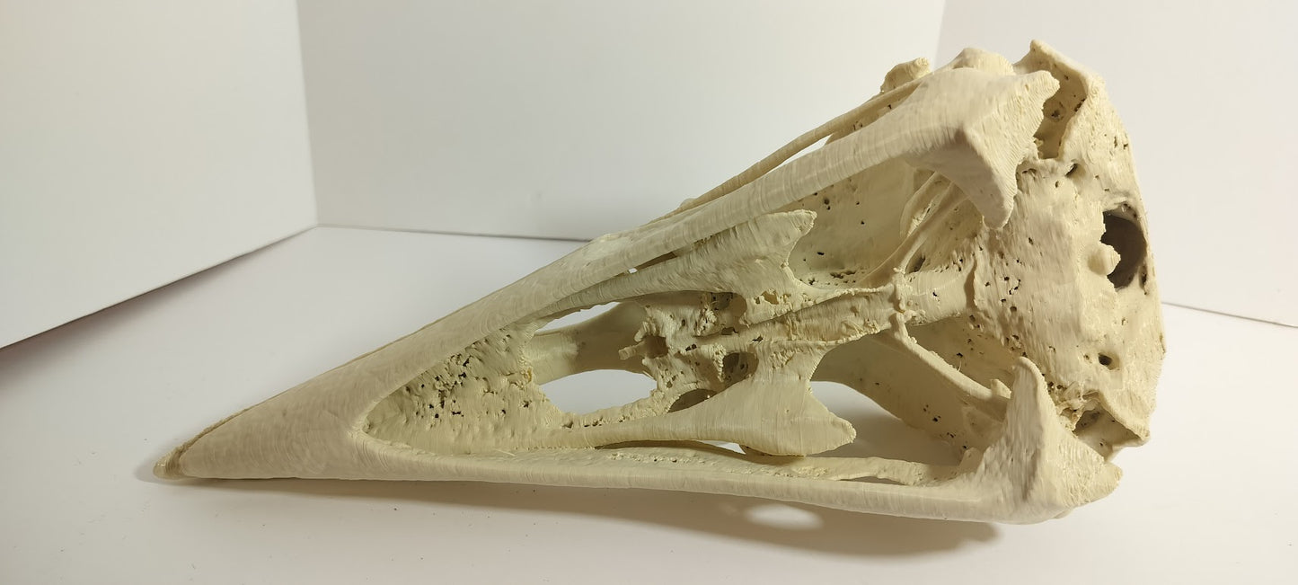 GIANT Raven Skull (From a CT Scan)