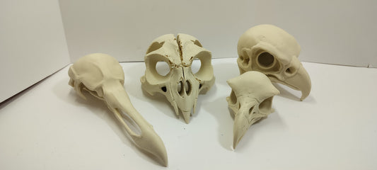 Birds of Prey Skulls Toothed Owl, Falcon, Eagle, and Vulture