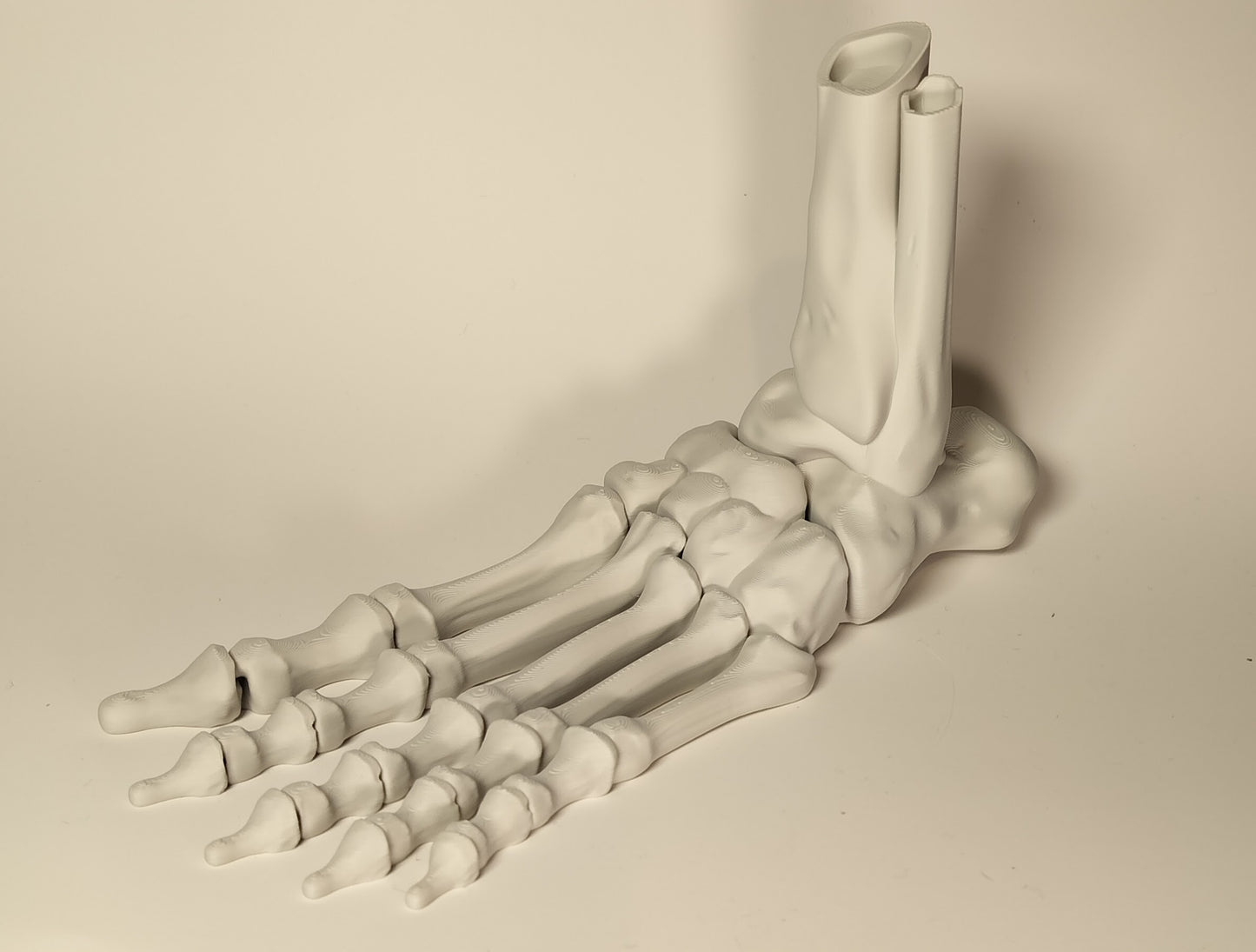 Articulated Skeleton Foot - Fun Halloween decoration/fidget