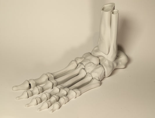 Articulated Skeleton Foot - Fun Halloween decoration/fidget