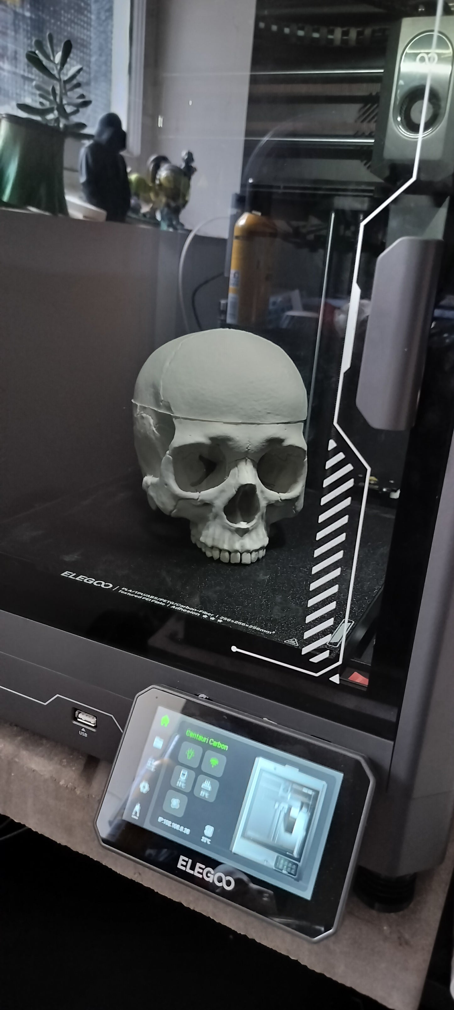 Human Skull - 3D Printed and anatomically correct