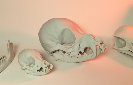 Chihuahua Skull 200% scale