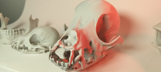 Chihuahua Skull 200% scale