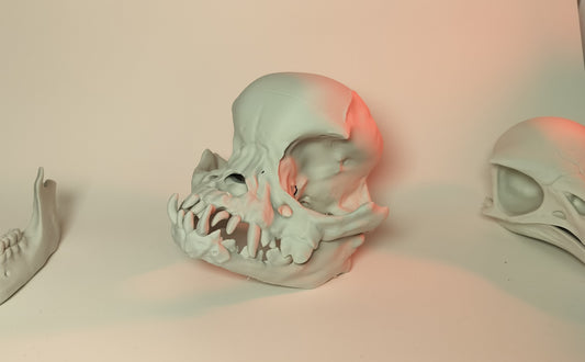 Pug Skull - 3D Printed dog skull