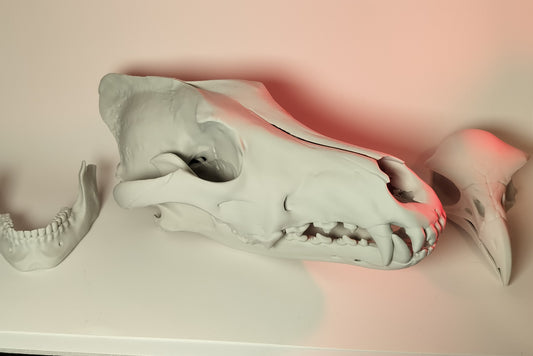 Wolf Skull (Canis Lupus) Grey Wolf (3D Print)