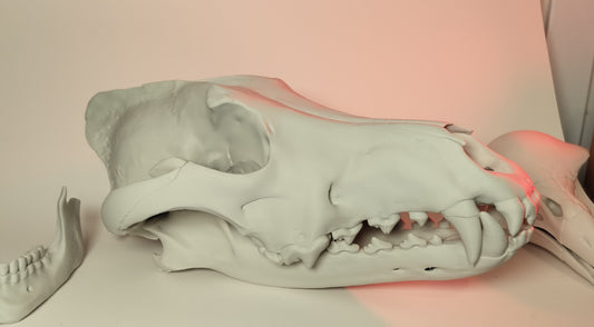 Wolf Skull (Canis Lupus) Grey Wolf (3D Print)