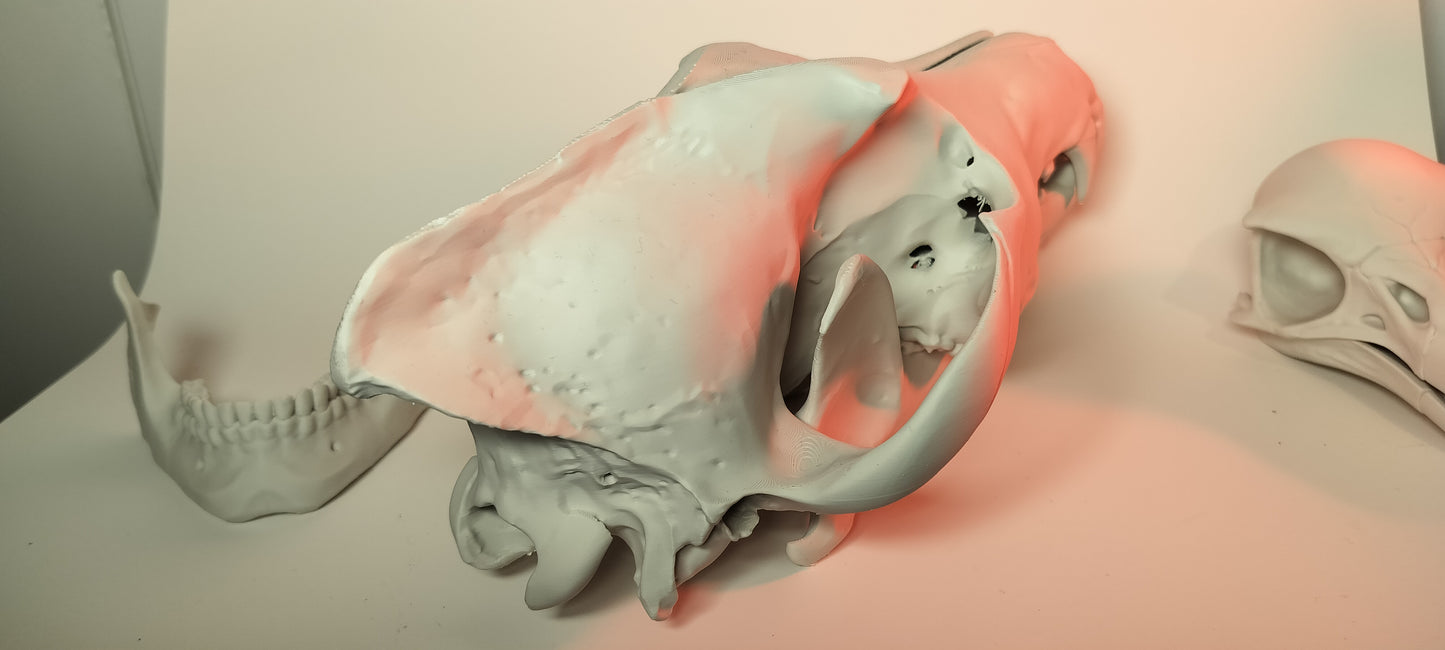 Wolf Skull (Canis Lupus) Grey Wolf (3D Print)