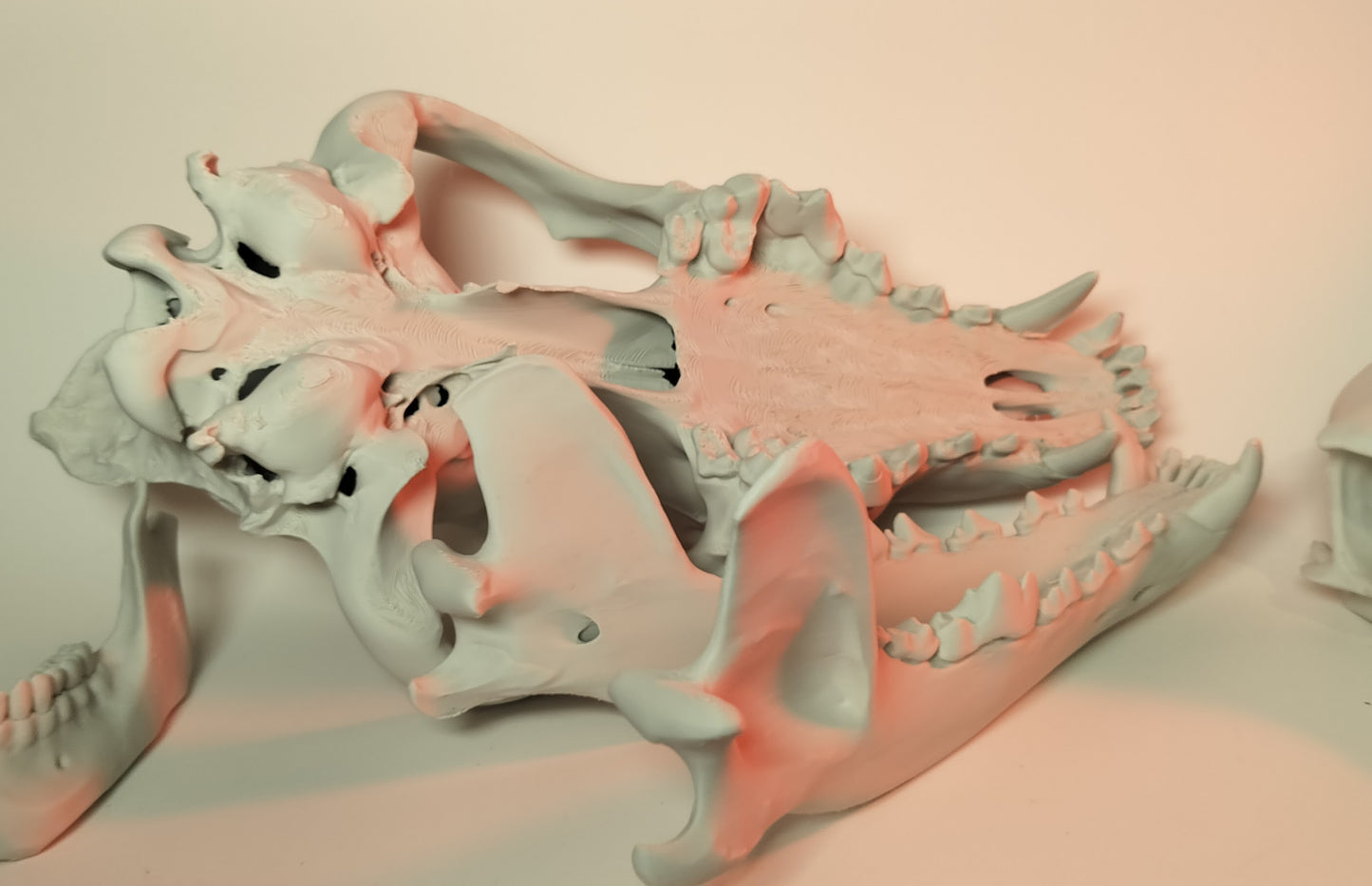 Wolf Skull (Canis Lupus) Grey Wolf (3D Print)