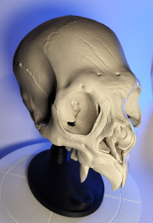 vampire skull - 3D Print