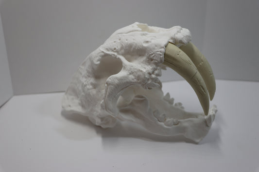 Sabretooth Cat Skull