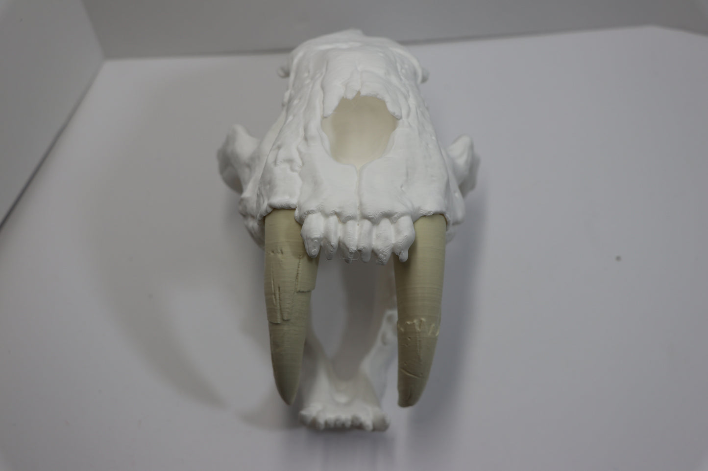 Sabretooth Cat Skull
