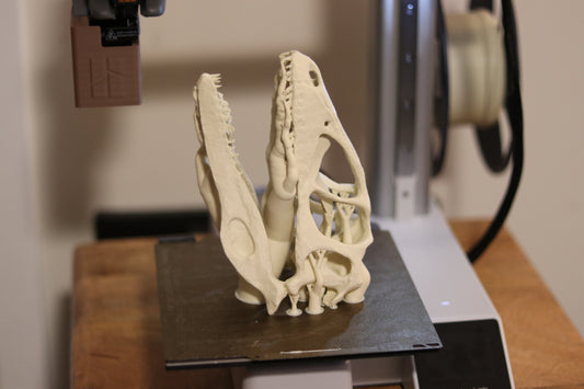 Deinonychus Skull - Low Polygon
