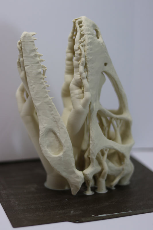 Deinonychus Skull - Low Polygon