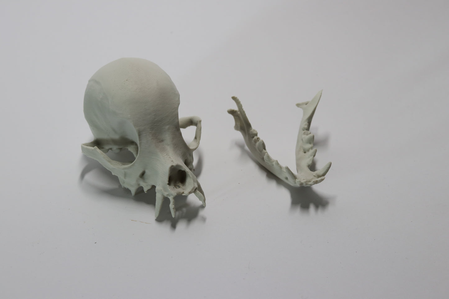 Chihuahua Skull