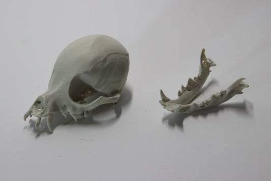 Chihuahua Skull