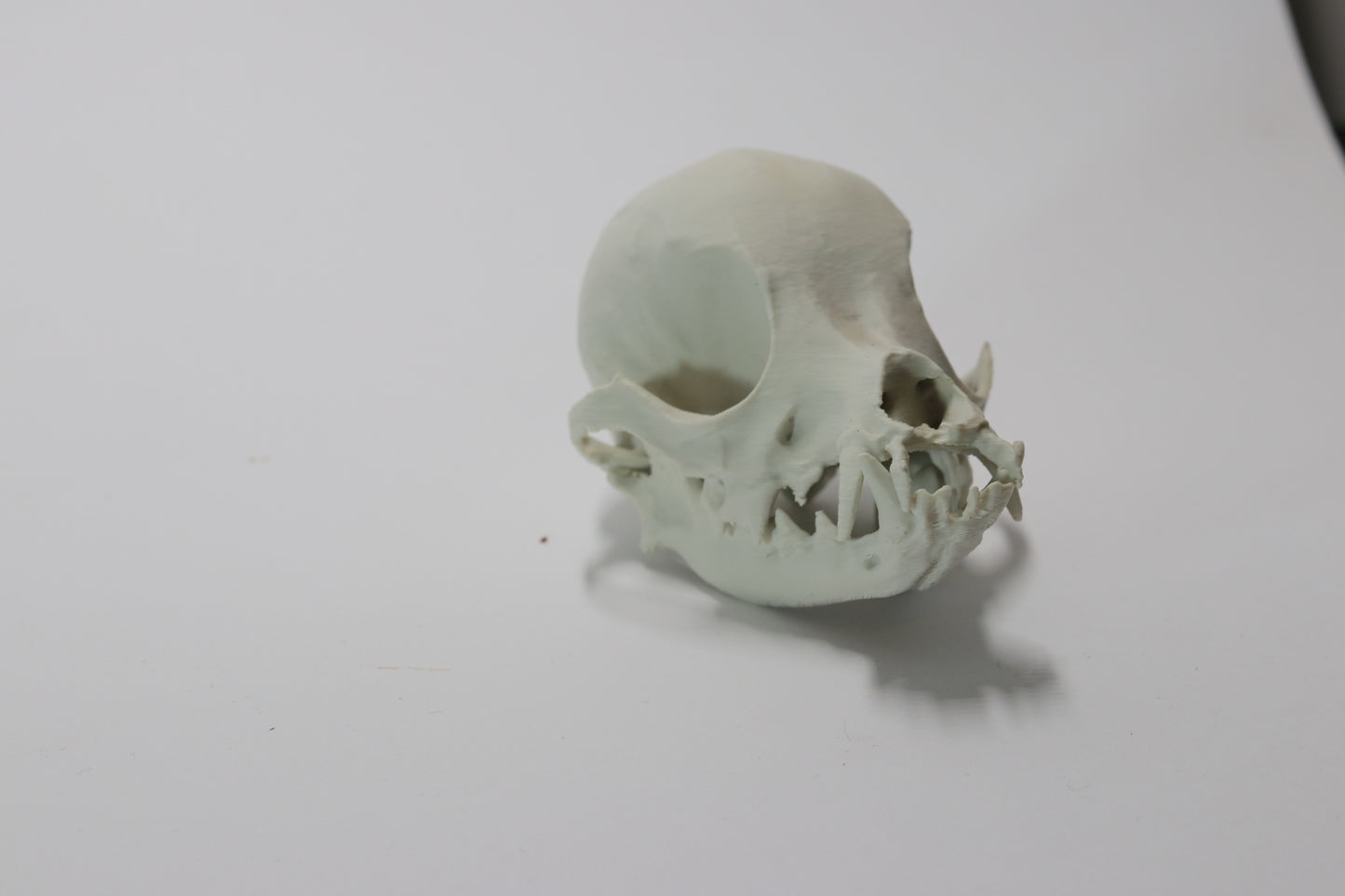 Chihuahua Skull