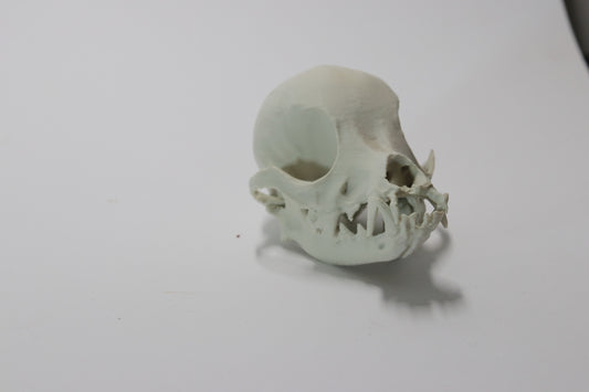 Chihuahua Skull