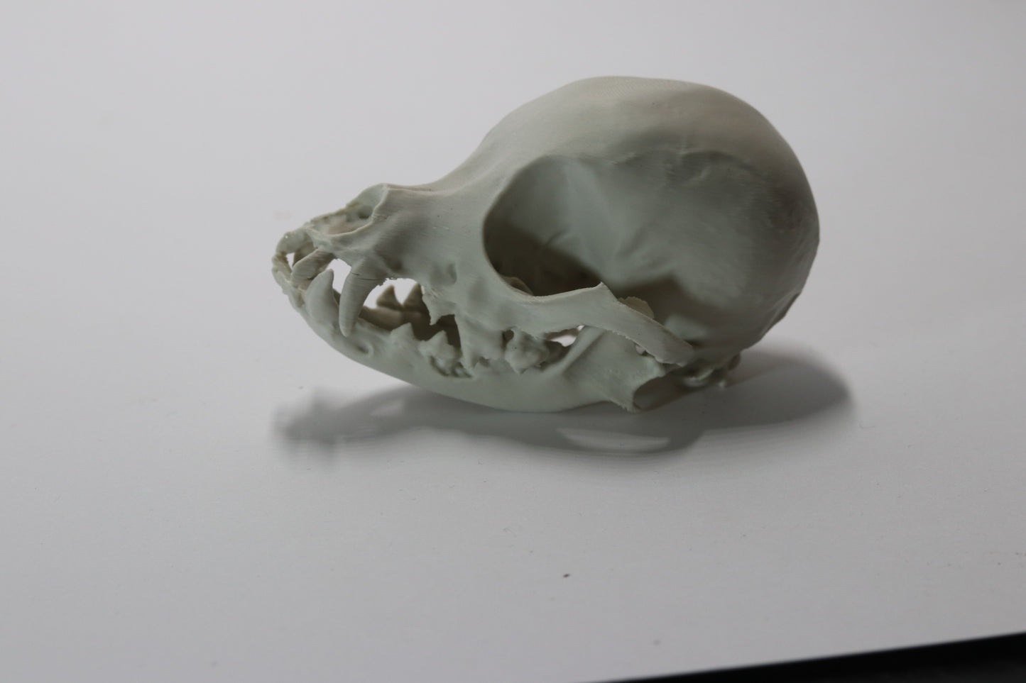 Chihuahua Skull