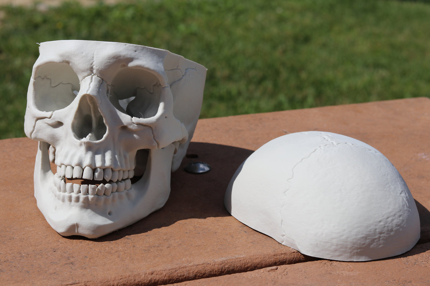 Human Skull - 3D Printed and anatomically correct