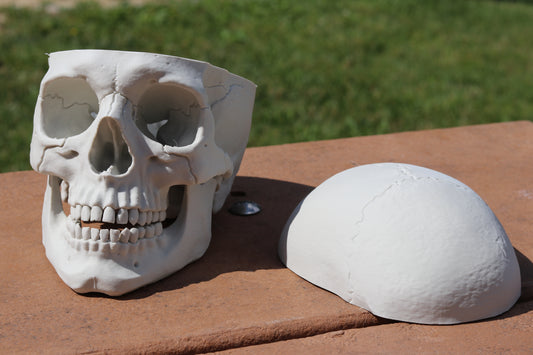 Human Skull - 3D Printed and anatomically correct